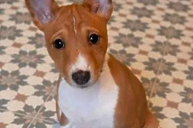 Basenji BELLA z Królestwa Basków, Wielkopolskie, Lipka