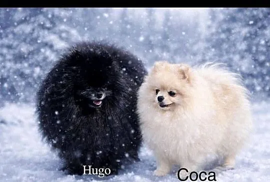 Szpic miniaturowy Pomeranian