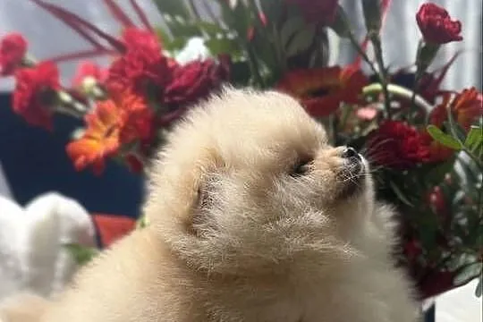 Szpic miniaturowy Pomeranian, Lubuskie, Gorzów Wielkopolski