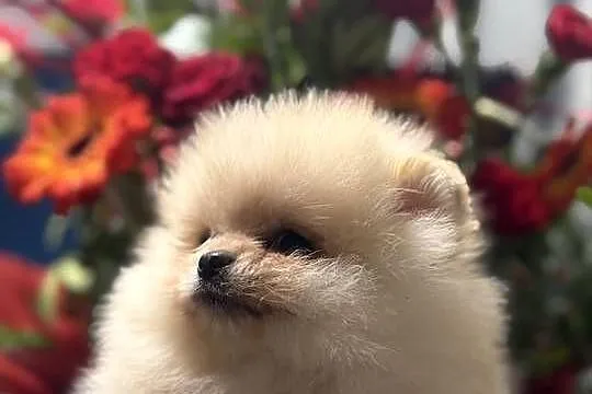 Szpic miniaturowy Pomeranian, Lubuskie, Gorzów Wielkopolski