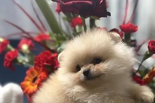 Szpic miniaturowy Pomeranian, Lubuskie, Gorzów Wielkopolski