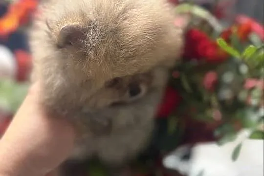 Szpic miniaturowy Pomeranian, Lubuskie, Gorzów Wielkopolski