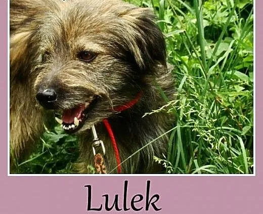 Rodzinny, towarzyski pies Lulek -adopcja, dolnośl