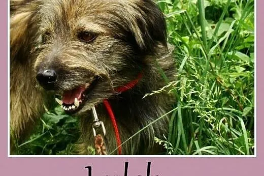 Rodzinny, towarzyski pies Lulek -adopcja,  dolnośl