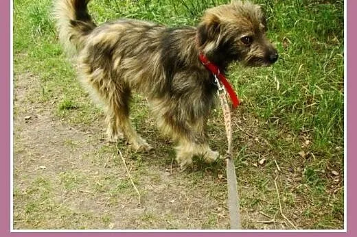 Rodzinny, towarzyski pies Lulek -adopcja,  dolnośl