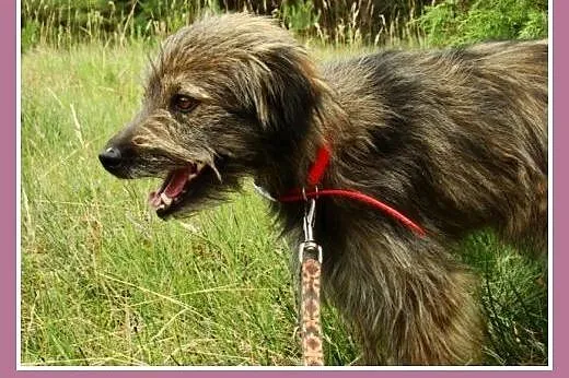 Rodzinny, towarzyski pies Lulek -adopcja,  dolnośl