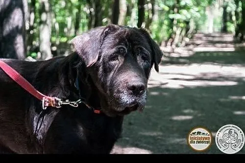 Forest - psi smutek potrzebuje kochającego domu,  