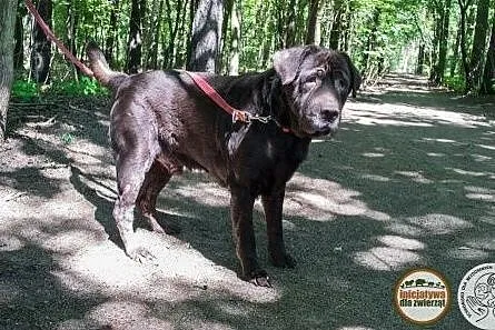 Forest - psi smutek potrzebuje kochającego domu,  