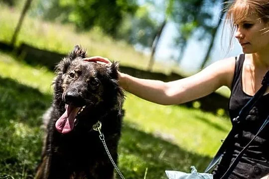 MIŁKA: wesoła i odważna, przepiękna psia panna!, Śląskie, Gliwice