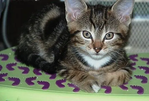 Kotek kociak 8 tyg. Tajgerek ADOPCJA, małopolskie