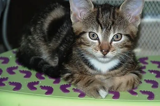 Kotek kociak 8 tyg. Tajgerek ADOPCJA,  małopolskie
