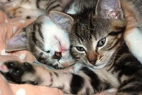 Kotek kociak 8 tyg. Tajgerek ADOPCJA,  małopolskie