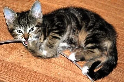 Kotek kociak 8 tyg. Tajgerek ADOPCJA,  małopolskie