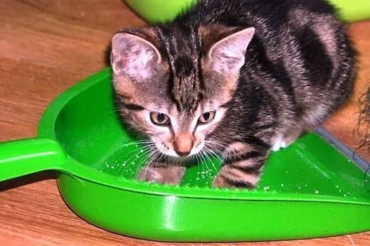 Kotek kociak 8 tyg. Tajgerek ADOPCJA,  małopolskie