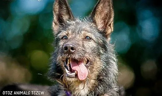 OTOZ Animals - Azor - energiczny kudłacz czeka na