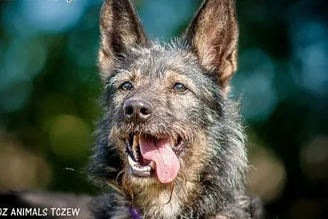 OTOZ Animals - Azor - energiczny kudłacz czeka na 