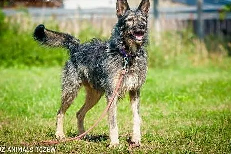 OTOZ Animals - Azor - energiczny kudłacz czeka na 