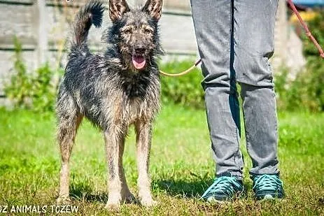 OTOZ Animals - Azor - energiczny kudłacz czeka na 