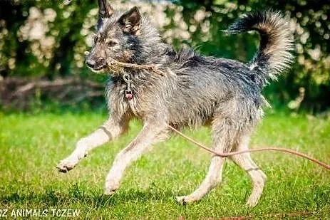 OTOZ Animals - Azor - energiczny kudłacz czeka na 