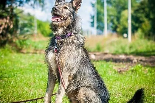 OTOZ Animals - Azor - energiczny kudłacz czeka na 