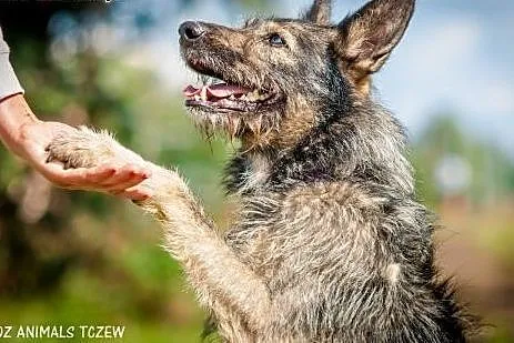 OTOZ Animals - Azor - energiczny kudłacz czeka na 
