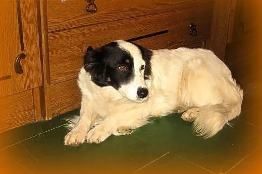 BELLA-mloda,grzeczna,wysterylizowana,adopcja!!,  ś