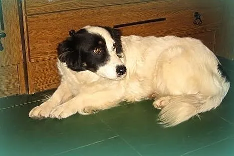 BELLA-mloda,grzeczna,wysterylizowana,adopcja!!,  ś