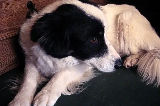BELLA-mloda,grzeczna,wysterylizowana,adopcja!!,  ś