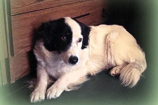 BELLA-mloda,grzeczna,wysterylizowana,adopcja!!,  ś
