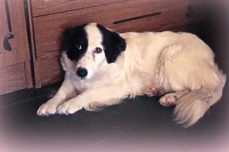 BELLA-mloda,grzeczna,wysterylizowana,adopcja!!,  ś