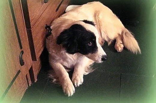 BELLA-mloda,grzeczna,wysterylizowana,adopcja!!,  ś