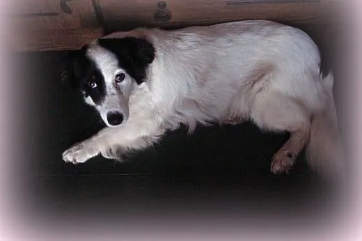 BELLA-mloda,grzeczna,wysterylizowana,adopcja!!,  ś