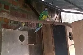 Papugi Kupię świergotki, Gostyń