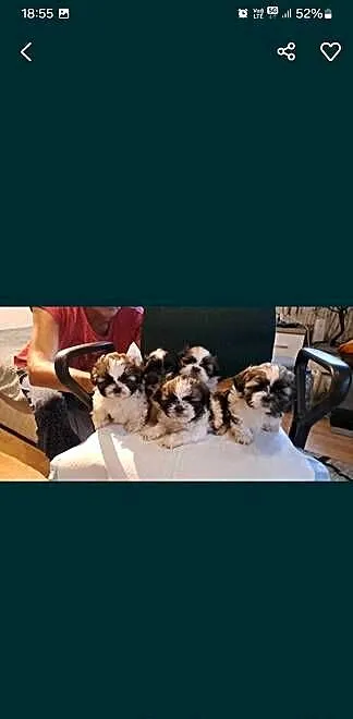 Shih tzu szczeniaki, Lubelskie, Elizówka