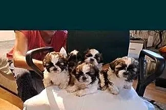 Shih tzu szczeniaki, Lubelskie, Elizówka