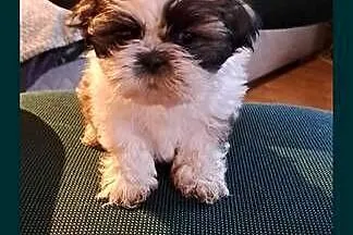 Shih tzu szczeniaki, Lubelskie, Elizówka