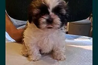Shih tzu szczeniaki, Lubelskie, Elizówka