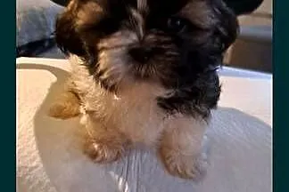 Shih tzu szczeniaki, Lubelskie, Elizówka