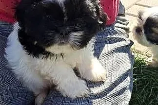 Shih tzu szczeniaki, Lubelskie, Elizówka