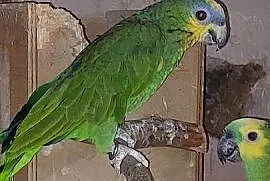Amazonka modrobrewa kurika samica