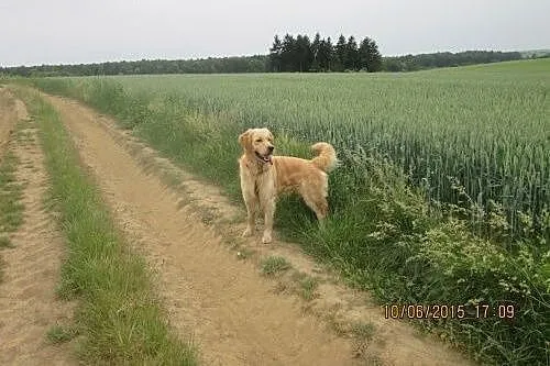 Szukamy domu dla goldena Amora,  mazowieckie Warsz