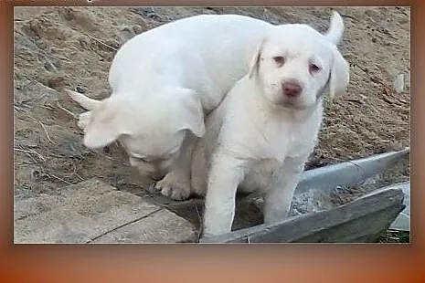Labrador Retriever szczenięta biszkoptowe + metryk