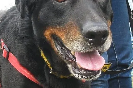 Przyjacielski Velvet mieszaniec rottweilera,  dolnośląskie Wrocław
