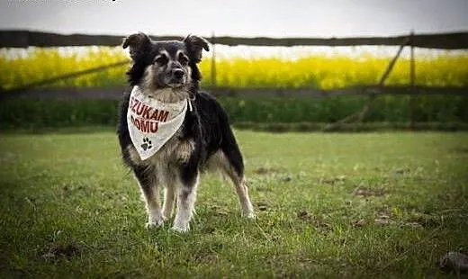 Tinka znaleziona w lesie do adopcji, kujawsko-pom