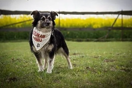Tinka znaleziona w lesie do adopcji,  kujawsko-pom