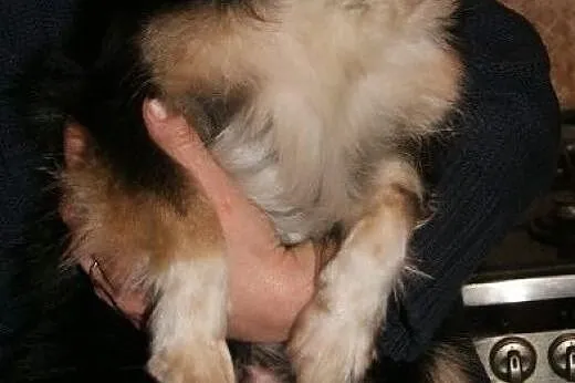 Tinka znaleziona w lesie do adopcji,  kujawsko-pom