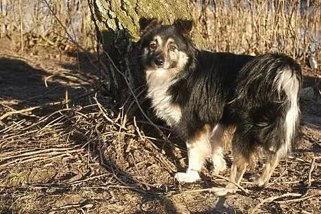 Tinka znaleziona w lesie do adopcji,  kujawsko-pom