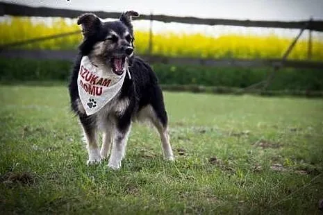 Tinka znaleziona w lesie do adopcji,  kujawsko-pom