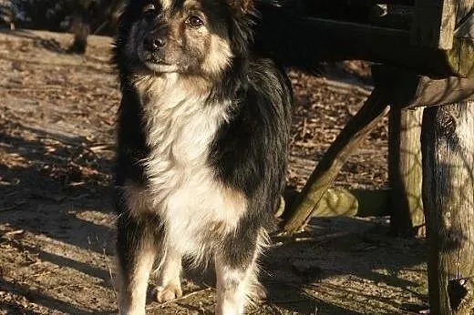 Tinka znaleziona w lesie do adopcji,  kujawsko-pom
