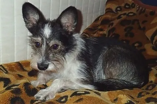 Słodki mikro dzikus – kto pokocha?, mazowieckie Warszawa